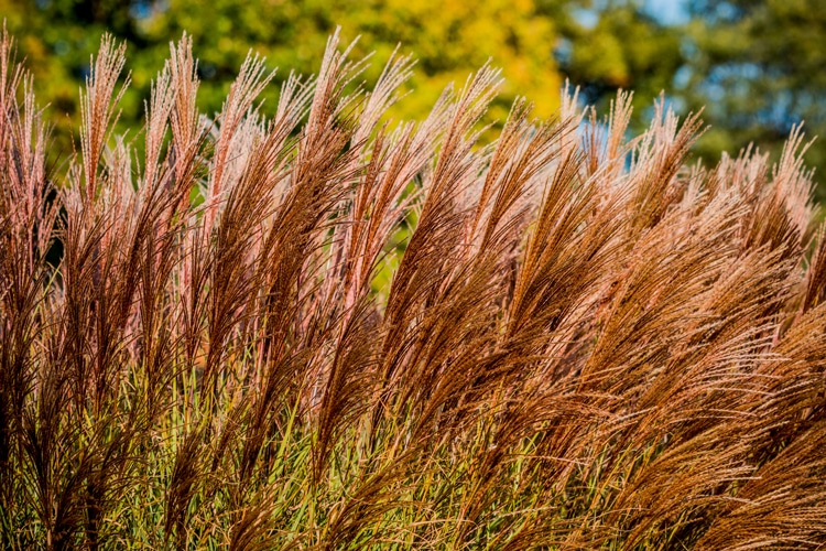 elixance-coproduct-miscanthus