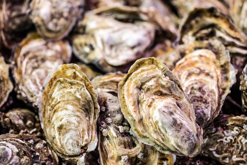 elixance-elixbio-biosourced-coproduct-oysters