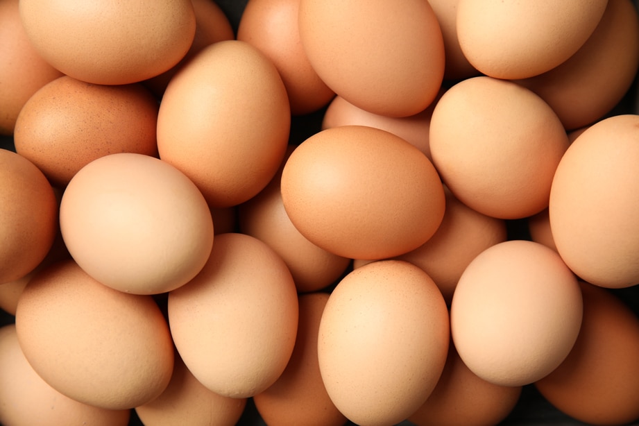 elixance-elixbio-biosourced-egg-coproducts