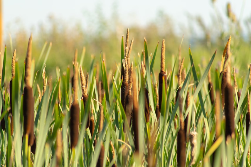 Elixance-Elixbio-Biosourced-Vegetable-Fiber-Reed