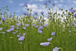 elixance-vegetable-fibers-flax